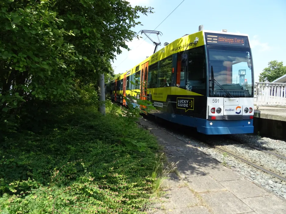 Bielefeld tram line 3 with articulated tram 591 at Babenhausen Süd (2024)