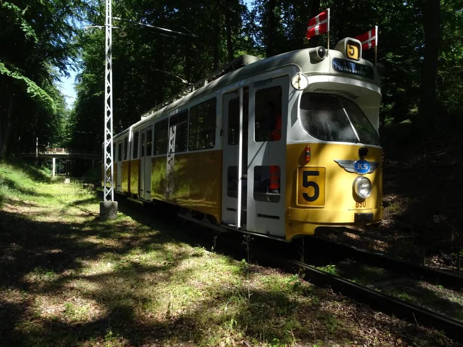 Skjoldenæsholm 1435 mm with articulated tram 890 at Skovkanten (2022)